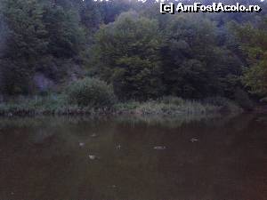 [P06] Rățuștele de pe Lacul Negru (sper ca n-am greșit denumirea), unul dintre cele 5 lacuri sărate din Sovata.  (În ordinea mărimii, dar și a localizării: Lacul Ursu, Lacul Aluniș, Lacul Verde, Lacul Roșu, Lacul Negru) » foto by izabiza
 - 
<span class="allrVoted glyphicon glyphicon-heart hidden" id="av672735"></span>
<a class="m-l-10 hidden" id="sv672735" onclick="voting_Foto_DelVot(,672735,4909)" role="button">șterge vot <span class="glyphicon glyphicon-remove"></span></a>
<a id="v9672735" class=" c-red"  onclick="voting_Foto_SetVot(672735)" role="button"><span class="glyphicon glyphicon-heart-empty"></span> <b>LIKE</b> = Votează poza</a> <img class="hidden"  id="f672735W9" src="/imagini/loader.gif" border="0" /><span class="AjErrMes hidden" id="e672735ErM"></span>