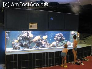 [P48] Aqua Palace Hajduszoboszlo, acvariul » foto by Dana2008
 - 
<span class="allrVoted glyphicon glyphicon-heart hidden" id="av901603"></span>
<a class="m-l-10 hidden" id="sv901603" onclick="voting_Foto_DelVot(,901603,5055)" role="button">șterge vot <span class="glyphicon glyphicon-remove"></span></a>
<a id="v9901603" class=" c-red"  onclick="voting_Foto_SetVot(901603)" role="button"><span class="glyphicon glyphicon-heart-empty"></span> <b>LIKE</b> = Votează poza</a> <img class="hidden"  id="f901603W9" src="/imagini/loader.gif" border="0" /><span class="AjErrMes hidden" id="e901603ErM"></span>