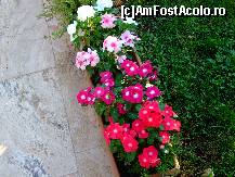 [P11]  -- <small>// FĂRĂ DESCRIERE</small> » foto by iclaudiaisabela*
 - 
<span class="allrVoted glyphicon glyphicon-heart hidden" id="av89404"></span>
<a class="m-l-10 hidden" id="sv89404" onclick="voting_Foto_DelVot(,89404,5057)" role="button">șterge vot <span class="glyphicon glyphicon-remove"></span></a>
<a id="v989404" class=" c-red"  onclick="voting_Foto_SetVot(89404)" role="button"><span class="glyphicon glyphicon-heart-empty"></span> <b>LIKE</b> = Votează poza</a> <img class="hidden"  id="f89404W9" src="/imagini/loader.gif" border="0" /><span class="AjErrMes hidden" id="e89404ErM"></span>