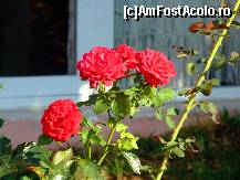 [P12]  -- <small>// FĂRĂ DESCRIERE</small> » foto by iclaudiaisabela*
 - 
<span class="allrVoted glyphicon glyphicon-heart hidden" id="av89405"></span>
<a class="m-l-10 hidden" id="sv89405" onclick="voting_Foto_DelVot(,89405,5057)" role="button">șterge vot <span class="glyphicon glyphicon-remove"></span></a>
<a id="v989405" class=" c-red"  onclick="voting_Foto_SetVot(89405)" role="button"><span class="glyphicon glyphicon-heart-empty"></span> <b>LIKE</b> = Votează poza</a> <img class="hidden"  id="f89405W9" src="/imagini/loader.gif" border="0" /><span class="AjErrMes hidden" id="e89405ErM"></span>