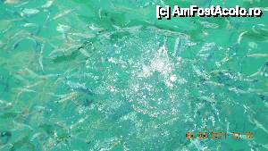 [P08] Hraneam pestii in fiecare zi » foto by livv1973
 - 
<span class="allrVoted glyphicon glyphicon-heart hidden" id="av433911"></span>
<a class="m-l-10 hidden" id="sv433911" onclick="voting_Foto_DelVot(,433911,5069)" role="button">șterge vot <span class="glyphicon glyphicon-remove"></span></a>
<a id="v9433911" class=" c-red"  onclick="voting_Foto_SetVot(433911)" role="button"><span class="glyphicon glyphicon-heart-empty"></span> <b>LIKE</b> = Votează poza</a> <img class="hidden"  id="f433911W9" src="/imagini/loader.gif" border="0" /><span class="AjErrMes hidden" id="e433911ErM"></span>