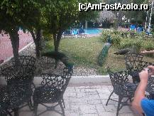 [P13] pauni si... paunitze... » foto by Daniel35
 - 
<span class="allrVoted glyphicon glyphicon-heart hidden" id="av54137"></span>
<a class="m-l-10 hidden" id="sv54137" onclick="voting_Foto_DelVot(,54137,5086)" role="button">șterge vot <span class="glyphicon glyphicon-remove"></span></a>
<a id="v954137" class=" c-red"  onclick="voting_Foto_SetVot(54137)" role="button"><span class="glyphicon glyphicon-heart-empty"></span> <b>LIKE</b> = Votează poza</a> <img class="hidden"  id="f54137W9" src="/imagini/loader.gif" border="0" /><span class="AjErrMes hidden" id="e54137ErM"></span>