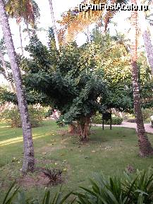 [P03] un super ficus... » foto by Daniel35
 - 
<span class="allrVoted glyphicon glyphicon-heart hidden" id="av54127"></span>
<a class="m-l-10 hidden" id="sv54127" onclick="voting_Foto_DelVot(,54127,5086)" role="button">șterge vot <span class="glyphicon glyphicon-remove"></span></a>
<a id="v954127" class=" c-red"  onclick="voting_Foto_SetVot(54127)" role="button"><span class="glyphicon glyphicon-heart-empty"></span> <b>LIKE</b> = Votează poza</a> <img class="hidden"  id="f54127W9" src="/imagini/loader.gif" border="0" /><span class="AjErrMes hidden" id="e54127ErM"></span>