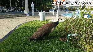 [P08] Paunita cu puiul » foto by atimespeed
 - 
<span class="allrVoted glyphicon glyphicon-heart hidden" id="av652485"></span>
<a class="m-l-10 hidden" id="sv652485" onclick="voting_Foto_DelVot(,652485,5086)" role="button">șterge vot <span class="glyphicon glyphicon-remove"></span></a>
<a id="v9652485" class=" c-red"  onclick="voting_Foto_SetVot(652485)" role="button"><span class="glyphicon glyphicon-heart-empty"></span> <b>LIKE</b> = Votează poza</a> <img class="hidden"  id="f652485W9" src="/imagini/loader.gif" border="0" /><span class="AjErrMes hidden" id="e652485ErM"></span>