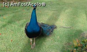 [P13] Mascotele resortului.  » foto by viho
 - 
<span class="allrVoted glyphicon glyphicon-heart hidden" id="av979956"></span>
<a class="m-l-10 hidden" id="sv979956" onclick="voting_Foto_DelVot(,979956,5086)" role="button">șterge vot <span class="glyphicon glyphicon-remove"></span></a>
<a id="v9979956" class=" c-red"  onclick="voting_Foto_SetVot(979956)" role="button"><span class="glyphicon glyphicon-heart-empty"></span> <b>LIKE</b> = Votează poza</a> <img class="hidden"  id="f979956W9" src="/imagini/loader.gif" border="0" /><span class="AjErrMes hidden" id="e979956ErM"></span>