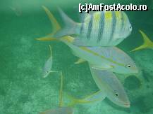 [P02] La snorkeling, Coco Cay, Bahamas » foto by Arinuca
 - 
<span class="allrVoted glyphicon glyphicon-heart hidden" id="av54158"></span>
<a class="m-l-10 hidden" id="sv54158" onclick="voting_Foto_DelVot(,54158,5087)" role="button">șterge vot <span class="glyphicon glyphicon-remove"></span></a>
<a id="v954158" class=" c-red"  onclick="voting_Foto_SetVot(54158)" role="button"><span class="glyphicon glyphicon-heart-empty"></span> <b>LIKE</b> = Votează poza</a> <img class="hidden"  id="f54158W9" src="/imagini/loader.gif" border="0" /><span class="AjErrMes hidden" id="e54158ErM"></span>