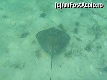 [P03] O pisica de mare-Coco Cay-Bahamas » foto by Arinuca
 - 
<span class="allrVoted glyphicon glyphicon-heart hidden" id="av54173"></span>
<a class="m-l-10 hidden" id="sv54173" onclick="voting_Foto_DelVot(,54173,5087)" role="button">șterge vot <span class="glyphicon glyphicon-remove"></span></a>
<a id="v954173" class=" c-red"  onclick="voting_Foto_SetVot(54173)" role="button"><span class="glyphicon glyphicon-heart-empty"></span> <b>LIKE</b> = Votează poza</a> <img class="hidden"  id="f54173W9" src="/imagini/loader.gif" border="0" /><span class="AjErrMes hidden" id="e54173ErM"></span>