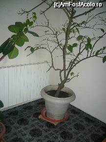 [P28] Un copacel pe scara hotelului, abunda de plante aici! - Popas Romanesti » foto by magdalena
 - 
<span class="allrVoted glyphicon glyphicon-heart hidden" id="av54416"></span>
<a class="m-l-10 hidden" id="sv54416" onclick="voting_Foto_DelVot(,54416,5097)" role="button">șterge vot <span class="glyphicon glyphicon-remove"></span></a>
<a id="v954416" class=" c-red"  onclick="voting_Foto_SetVot(54416)" role="button"><span class="glyphicon glyphicon-heart-empty"></span> <b>LIKE</b> = Votează poza</a> <img class="hidden"  id="f54416W9" src="/imagini/loader.gif" border="0" /><span class="AjErrMes hidden" id="e54416ErM"></span>