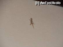 [P27] geko. o sa le vedeti peste tot. poate si in casa. nu va speriati de ele, sunt complet inofensive. » foto by john_doe_gl
 - 
<span class="allrVoted glyphicon glyphicon-heart hidden" id="av285511"></span>
<a class="m-l-10 hidden" id="sv285511" onclick="voting_Foto_DelVot(,285511,5106)" role="button">șterge vot <span class="glyphicon glyphicon-remove"></span></a>
<a id="v9285511" class=" c-red"  onclick="voting_Foto_SetVot(285511)" role="button"><span class="glyphicon glyphicon-heart-empty"></span> <b>LIKE</b> = Votează poza</a> <img class="hidden"  id="f285511W9" src="/imagini/loader.gif" border="0" /><span class="AjErrMes hidden" id="e285511ErM"></span>