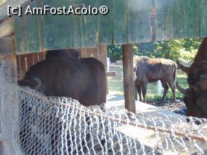 [P16] Zimbrii de la Zoo Dragos Voda » foto by liviu49
 - 
<span class="allrVoted glyphicon glyphicon-heart hidden" id="av1302656"></span>
<a class="m-l-10 hidden" id="sv1302656" onclick="voting_Foto_DelVot(,1302656,5114)" role="button">șterge vot <span class="glyphicon glyphicon-remove"></span></a>
<a id="v91302656" class=" c-red"  onclick="voting_Foto_SetVot(1302656)" role="button"><span class="glyphicon glyphicon-heart-empty"></span> <b>LIKE</b> = Votează poza</a> <img class="hidden"  id="f1302656W9" src="/imagini/loader.gif" border="0" /><span class="AjErrMes hidden" id="e1302656ErM"></span>