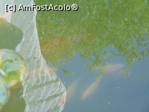 [P18] Si un bazin cu pesti la manastirea Varatec » foto by liviu49
 - 
<span class="allrVoted glyphicon glyphicon-heart hidden" id="av1302929"></span>
<a class="m-l-10 hidden" id="sv1302929" onclick="voting_Foto_DelVot(,1302929,5114)" role="button">șterge vot <span class="glyphicon glyphicon-remove"></span></a>
<a id="v91302929" class=" c-red"  onclick="voting_Foto_SetVot(1302929)" role="button"><span class="glyphicon glyphicon-heart-empty"></span> <b>LIKE</b> = Votează poza</a> <img class="hidden"  id="f1302929W9" src="/imagini/loader.gif" border="0" /><span class="AjErrMes hidden" id="e1302929ErM"></span>