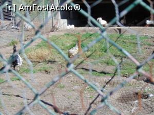 [P15] Gainile noastre de toate zilele . » foto by liviu49
 - 
<span class="allrVoted glyphicon glyphicon-heart hidden" id="av1303164"></span>
<a class="m-l-10 hidden" id="sv1303164" onclick="voting_Foto_DelVot(,1303164,5114)" role="button">șterge vot <span class="glyphicon glyphicon-remove"></span></a>
<a id="v91303164" class=" c-red"  onclick="voting_Foto_SetVot(1303164)" role="button"><span class="glyphicon glyphicon-heart-empty"></span> <b>LIKE</b> = Votează poza</a> <img class="hidden"  id="f1303164W9" src="/imagini/loader.gif" border="0" /><span class="AjErrMes hidden" id="e1303164ErM"></span>