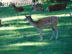 [P18] Caprioarele frumoase si linistite . » foto by liviu49
 - 
<span class="allrVoted glyphicon glyphicon-heart hidden" id="av1303167"></span>
<a class="m-l-10 hidden" id="sv1303167" onclick="voting_Foto_DelVot(,1303167,5114)" role="button">șterge vot <span class="glyphicon glyphicon-remove"></span></a>
<a id="v91303167" class=" c-red"  onclick="voting_Foto_SetVot(1303167)" role="button"><span class="glyphicon glyphicon-heart-empty"></span> <b>LIKE</b> = Votează poza</a> <img class="hidden"  id="f1303167W9" src="/imagini/loader.gif" border="0" /><span class="AjErrMes hidden" id="e1303167ErM"></span>