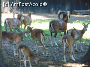 [P21] Intalnim si mufloni . » foto by liviu49
 - 
<span class="allrVoted glyphicon glyphicon-heart hidden" id="av1303170"></span>
<a class="m-l-10 hidden" id="sv1303170" onclick="voting_Foto_DelVot(,1303170,5114)" role="button">șterge vot <span class="glyphicon glyphicon-remove"></span></a>
<a id="v91303170" class=" c-red"  onclick="voting_Foto_SetVot(1303170)" role="button"><span class="glyphicon glyphicon-heart-empty"></span> <b>LIKE</b> = Votează poza</a> <img class="hidden"  id="f1303170W9" src="/imagini/loader.gif" border="0" /><span class="AjErrMes hidden" id="e1303170ErM"></span>