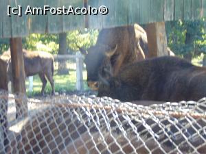 [P27] Alti zimbri . » foto by liviu49
 - 
<span class="allrVoted glyphicon glyphicon-heart hidden" id="av1303176"></span>
<a class="m-l-10 hidden" id="sv1303176" onclick="voting_Foto_DelVot(,1303176,5114)" role="button">șterge vot <span class="glyphicon glyphicon-remove"></span></a>
<a id="v91303176" class=" c-red"  onclick="voting_Foto_SetVot(1303176)" role="button"><span class="glyphicon glyphicon-heart-empty"></span> <b>LIKE</b> = Votează poza</a> <img class="hidden"  id="f1303176W9" src="/imagini/loader.gif" border="0" /><span class="AjErrMes hidden" id="e1303176ErM"></span>