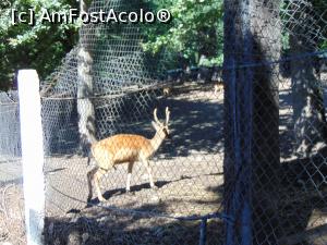 [P30] Un alt cerb lopatar . » foto by liviu49
 - 
<span class="allrVoted glyphicon glyphicon-heart hidden" id="av1303179"></span>
<a class="m-l-10 hidden" id="sv1303179" onclick="voting_Foto_DelVot(,1303179,5114)" role="button">șterge vot <span class="glyphicon glyphicon-remove"></span></a>
<a id="v91303179" class=" c-red"  onclick="voting_Foto_SetVot(1303179)" role="button"><span class="glyphicon glyphicon-heart-empty"></span> <b>LIKE</b> = Votează poza</a> <img class="hidden"  id="f1303179W9" src="/imagini/loader.gif" border="0" /><span class="AjErrMes hidden" id="e1303179ErM"></span>