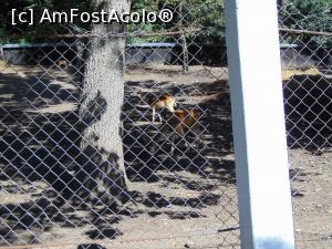 [P31] Iar aici ciutele cerbilor lopatari . » foto by liviu49
 - 
<span class="allrVoted glyphicon glyphicon-heart hidden" id="av1303180"></span>
<a class="m-l-10 hidden" id="sv1303180" onclick="voting_Foto_DelVot(,1303180,5114)" role="button">șterge vot <span class="glyphicon glyphicon-remove"></span></a>
<a id="v91303180" class=" c-red"  onclick="voting_Foto_SetVot(1303180)" role="button"><span class="glyphicon glyphicon-heart-empty"></span> <b>LIKE</b> = Votează poza</a> <img class="hidden"  id="f1303180W9" src="/imagini/loader.gif" border="0" /><span class="AjErrMes hidden" id="e1303180ErM"></span>