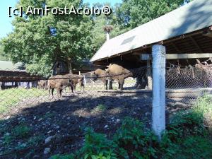 [P33] Si totusi revenim la zimbri . » foto by liviu49
 - 
<span class="allrVoted glyphicon glyphicon-heart hidden" id="av1303182"></span>
<a class="m-l-10 hidden" id="sv1303182" onclick="voting_Foto_DelVot(,1303182,5114)" role="button">șterge vot <span class="glyphicon glyphicon-remove"></span></a>
<a id="v91303182" class=" c-red"  onclick="voting_Foto_SetVot(1303182)" role="button"><span class="glyphicon glyphicon-heart-empty"></span> <b>LIKE</b> = Votează poza</a> <img class="hidden"  id="f1303182W9" src="/imagini/loader.gif" border="0" /><span class="AjErrMes hidden" id="e1303182ErM"></span>