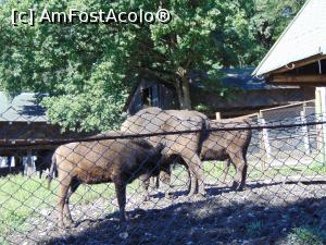 [P34] De data aceasta ne luam la revedere .... » foto by liviu49
 - 
<span class="allrVoted glyphicon glyphicon-heart hidden" id="av1303183"></span>
<a class="m-l-10 hidden" id="sv1303183" onclick="voting_Foto_DelVot(,1303183,5114)" role="button">șterge vot <span class="glyphicon glyphicon-remove"></span></a>
<a id="v91303183" class=" c-red"  onclick="voting_Foto_SetVot(1303183)" role="button"><span class="glyphicon glyphicon-heart-empty"></span> <b>LIKE</b> = Votează poza</a> <img class="hidden"  id="f1303183W9" src="/imagini/loader.gif" border="0" /><span class="AjErrMes hidden" id="e1303183ErM"></span>