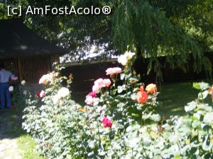 [P11] .... si evident tot trandafiri » foto by liviu49
 - 
<span class="allrVoted glyphicon glyphicon-heart hidden" id="av1303462"></span>
<a class="m-l-10 hidden" id="sv1303462" onclick="voting_Foto_DelVot(,1303462,5114)" role="button">șterge vot <span class="glyphicon glyphicon-remove"></span></a>
<a id="v91303462" class=" c-red"  onclick="voting_Foto_SetVot(1303462)" role="button"><span class="glyphicon glyphicon-heart-empty"></span> <b>LIKE</b> = Votează poza</a> <img class="hidden"  id="f1303462W9" src="/imagini/loader.gif" border="0" /><span class="AjErrMes hidden" id="e1303462ErM"></span>