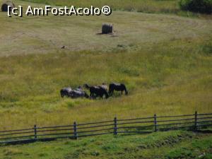 [P29] Daca armasarii au manejuri separate, iepele sunt mai intelegatoare si pot sta impreuna . » foto by liviu49
 - 
<span class="allrVoted glyphicon glyphicon-heart hidden" id="av1303716"></span>
<a class="m-l-10 hidden" id="sv1303716" onclick="voting_Foto_DelVot(,1303716,5114)" role="button">șterge vot <span class="glyphicon glyphicon-remove"></span></a>
<a id="v91303716" class=" c-red"  onclick="voting_Foto_SetVot(1303716)" role="button"><span class="glyphicon glyphicon-heart-empty"></span> <b>LIKE</b> = Votează poza</a> <img class="hidden"  id="f1303716W9" src="/imagini/loader.gif" border="0" /><span class="AjErrMes hidden" id="e1303716ErM"></span>