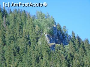 [P35] Padurea de brazi care ne-a insotit pe drumul de la Herghelie pana la Moldova Sulita . » foto by liviu49
 - 
<span class="allrVoted glyphicon glyphicon-heart hidden" id="av1303722"></span>
<a class="m-l-10 hidden" id="sv1303722" onclick="voting_Foto_DelVot(,1303722,5114)" role="button">șterge vot <span class="glyphicon glyphicon-remove"></span></a>
<a id="v91303722" class=" c-red"  onclick="voting_Foto_SetVot(1303722)" role="button"><span class="glyphicon glyphicon-heart-empty"></span> <b>LIKE</b> = Votează poza</a> <img class="hidden"  id="f1303722W9" src="/imagini/loader.gif" border="0" /><span class="AjErrMes hidden" id="e1303722ErM"></span>