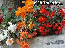 [P31] Flori la Moldovita » foto by Simonaaa*
 - 
<span class="allrVoted glyphicon glyphicon-heart hidden" id="av110844"></span>
<a class="m-l-10 hidden" id="sv110844" onclick="voting_Foto_DelVot(,110844,5114)" role="button">șterge vot <span class="glyphicon glyphicon-remove"></span></a>
<a id="v9110844" class=" c-red"  onclick="voting_Foto_SetVot(110844)" role="button"><span class="glyphicon glyphicon-heart-empty"></span> <b>LIKE</b> = Votează poza</a> <img class="hidden"  id="f110844W9" src="/imagini/loader.gif" border="0" /><span class="AjErrMes hidden" id="e110844ErM"></span>