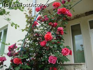 [P12] Nu-i aşa că sunt frumoşi aceşti trandafiri?  » foto by Floryn81
 - 
<span class="allrVoted glyphicon glyphicon-heart hidden" id="av867016"></span>
<a class="m-l-10 hidden" id="sv867016" onclick="voting_Foto_DelVot(,867016,5136)" role="button">șterge vot <span class="glyphicon glyphicon-remove"></span></a>
<a id="v9867016" class=" c-red"  onclick="voting_Foto_SetVot(867016)" role="button"><span class="glyphicon glyphicon-heart-empty"></span> <b>LIKE</b> = Votează poza</a> <img class="hidden"  id="f867016W9" src="/imagini/loader.gif" border="0" /><span class="AjErrMes hidden" id="e867016ErM"></span>