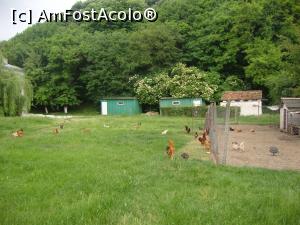 [P08] La plimbare prin gospodăria mănăstirii. Cel mic şi-a dorit să admire păsările crescute acolo.  » foto by Floryn81
 - 
<span class="allrVoted glyphicon glyphicon-heart hidden" id="av867012"></span>
<a class="m-l-10 hidden" id="sv867012" onclick="voting_Foto_DelVot(,867012,5136)" role="button">șterge vot <span class="glyphicon glyphicon-remove"></span></a>
<a id="v9867012" class=" c-red"  onclick="voting_Foto_SetVot(867012)" role="button"><span class="glyphicon glyphicon-heart-empty"></span> <b>LIKE</b> = Votează poza</a> <img class="hidden"  id="f867012W9" src="/imagini/loader.gif" border="0" /><span class="AjErrMes hidden" id="e867012ErM"></span>