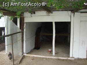 [P09] Într-un coteţ din apropiere se odihnea un păun frumos.  » foto by Floryn81
 - 
<span class="allrVoted glyphicon glyphicon-heart hidden" id="av867013"></span>
<a class="m-l-10 hidden" id="sv867013" onclick="voting_Foto_DelVot(,867013,5136)" role="button">șterge vot <span class="glyphicon glyphicon-remove"></span></a>
<a id="v9867013" class=" c-red"  onclick="voting_Foto_SetVot(867013)" role="button"><span class="glyphicon glyphicon-heart-empty"></span> <b>LIKE</b> = Votează poza</a> <img class="hidden"  id="f867013W9" src="/imagini/loader.gif" border="0" /><span class="AjErrMes hidden" id="e867013ErM"></span>