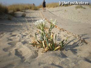 [P56] crini de nisip in Elafonisos » foto by dana2104
 - 
<span class="allrVoted glyphicon glyphicon-heart hidden" id="av557317"></span>
<a class="m-l-10 hidden" id="sv557317" onclick="voting_Foto_DelVot(,557317,5137)" role="button">șterge vot <span class="glyphicon glyphicon-remove"></span></a>
<a id="v9557317" class=" c-red"  onclick="voting_Foto_SetVot(557317)" role="button"><span class="glyphicon glyphicon-heart-empty"></span> <b>LIKE</b> = Votează poza</a> <img class="hidden"  id="f557317W9" src="/imagini/loader.gif" border="0" /><span class="AjErrMes hidden" id="e557317ErM"></span>