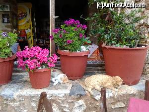 [P48] Monemvasia » foto by dana2104
 - 
<span class="allrVoted glyphicon glyphicon-heart hidden" id="av642405"></span>
<a class="m-l-10 hidden" id="sv642405" onclick="voting_Foto_DelVot(,642405,5137)" role="button">șterge vot <span class="glyphicon glyphicon-remove"></span></a>
<a id="v9642405" class=" c-red"  onclick="voting_Foto_SetVot(642405)" role="button"><span class="glyphicon glyphicon-heart-empty"></span> <b>LIKE</b> = Votează poza</a> <img class="hidden"  id="f642405W9" src="/imagini/loader.gif" border="0" /><span class="AjErrMes hidden" id="e642405ErM"></span>