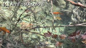 [P41] Cascadele din Kythira » foto by Mika
 - 
<span class="allrVoted glyphicon glyphicon-heart hidden" id="av1539798"></span>
<a class="m-l-10 hidden" id="sv1539798" onclick="voting_Foto_DelVot(,1539798,5137)" role="button">șterge vot <span class="glyphicon glyphicon-remove"></span></a>
<a id="v91539798" class=" c-red"  onclick="voting_Foto_SetVot(1539798)" role="button"><span class="glyphicon glyphicon-heart-empty"></span> <b>LIKE</b> = Votează poza</a> <img class="hidden"  id="f1539798W9" src="/imagini/loader.gif" border="0" /><span class="AjErrMes hidden" id="e1539798ErM"></span>