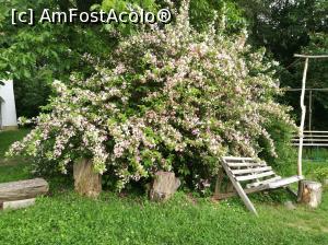 [P36] Parcul Golescu » foto by crismis
 - 
<span class="allrVoted glyphicon glyphicon-heart hidden" id="av972802"></span>
<a class="m-l-10 hidden" id="sv972802" onclick="voting_Foto_DelVot(,972802,5176)" role="button">șterge vot <span class="glyphicon glyphicon-remove"></span></a>
<a id="v9972802" class=" c-red"  onclick="voting_Foto_SetVot(972802)" role="button"><span class="glyphicon glyphicon-heart-empty"></span> <b>LIKE</b> = Votează poza</a> <img class="hidden"  id="f972802W9" src="/imagini/loader.gif" border="0" /><span class="AjErrMes hidden" id="e972802ErM"></span>