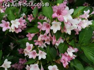 [P37] Parcul Golescu » foto by crismis
 - 
<span class="allrVoted glyphicon glyphicon-heart hidden" id="av972803"></span>
<a class="m-l-10 hidden" id="sv972803" onclick="voting_Foto_DelVot(,972803,5176)" role="button">șterge vot <span class="glyphicon glyphicon-remove"></span></a>
<a id="v9972803" class=" c-red"  onclick="voting_Foto_SetVot(972803)" role="button"><span class="glyphicon glyphicon-heart-empty"></span> <b>LIKE</b> = Votează poza</a> <img class="hidden"  id="f972803W9" src="/imagini/loader.gif" border="0" /><span class="AjErrMes hidden" id="e972803ErM"></span>