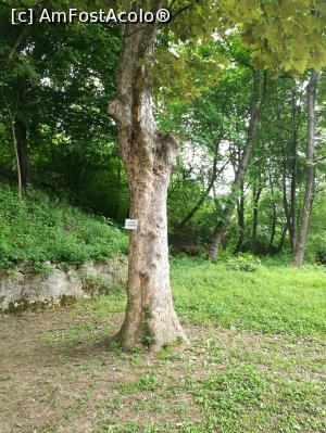 [P43] Parcul Golescu; copacii mai importanți sunt marcați ca atare » foto by crismis
 - 
<span class="allrVoted glyphicon glyphicon-heart hidden" id="av972809"></span>
<a class="m-l-10 hidden" id="sv972809" onclick="voting_Foto_DelVot(,972809,5176)" role="button">șterge vot <span class="glyphicon glyphicon-remove"></span></a>
<a id="v9972809" class=" c-red"  onclick="voting_Foto_SetVot(972809)" role="button"><span class="glyphicon glyphicon-heart-empty"></span> <b>LIKE</b> = Votează poza</a> <img class="hidden"  id="f972809W9" src="/imagini/loader.gif" border="0" /><span class="AjErrMes hidden" id="e972809ErM"></span>