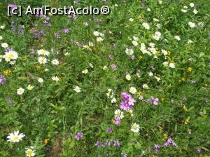 [P46] Parcul Golescu » foto by crismis
 - 
<span class="allrVoted glyphicon glyphicon-heart hidden" id="av972812"></span>
<a class="m-l-10 hidden" id="sv972812" onclick="voting_Foto_DelVot(,972812,5176)" role="button">șterge vot <span class="glyphicon glyphicon-remove"></span></a>
<a id="v9972812" class=" c-red"  onclick="voting_Foto_SetVot(972812)" role="button"><span class="glyphicon glyphicon-heart-empty"></span> <b>LIKE</b> = Votează poza</a> <img class="hidden"  id="f972812W9" src="/imagini/loader.gif" border="0" /><span class="AjErrMes hidden" id="e972812ErM"></span>