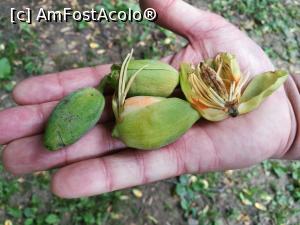 [P47] Florile arborelui-lalea » foto by crismis
 - 
<span class="allrVoted glyphicon glyphicon-heart hidden" id="av972813"></span>
<a class="m-l-10 hidden" id="sv972813" onclick="voting_Foto_DelVot(,972813,5176)" role="button">șterge vot <span class="glyphicon glyphicon-remove"></span></a>
<a id="v9972813" class=" c-red"  onclick="voting_Foto_SetVot(972813)" role="button"><span class="glyphicon glyphicon-heart-empty"></span> <b>LIKE</b> = Votează poza</a> <img class="hidden"  id="f972813W9" src="/imagini/loader.gif" border="0" /><span class="AjErrMes hidden" id="e972813ErM"></span>