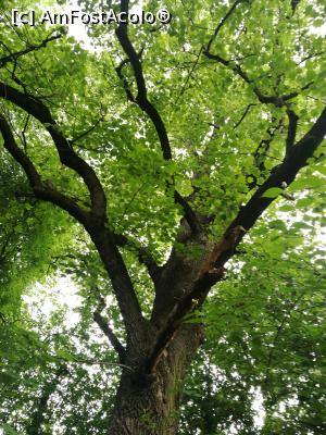 [P48] Arborele-lalea » foto by crismis
 - 
<span class="allrVoted glyphicon glyphicon-heart hidden" id="av972814"></span>
<a class="m-l-10 hidden" id="sv972814" onclick="voting_Foto_DelVot(,972814,5176)" role="button">șterge vot <span class="glyphicon glyphicon-remove"></span></a>
<a id="v9972814" class=" c-red"  onclick="voting_Foto_SetVot(972814)" role="button"><span class="glyphicon glyphicon-heart-empty"></span> <b>LIKE</b> = Votează poza</a> <img class="hidden"  id="f972814W9" src="/imagini/loader.gif" border="0" /><span class="AjErrMes hidden" id="e972814ErM"></span>