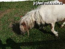 [P02] Poneiul » foto by nnaaee
 - 
<span class="allrVoted glyphicon glyphicon-heart hidden" id="av244127"></span>
<a class="m-l-10 hidden" id="sv244127" onclick="voting_Foto_DelVot(,244127,5176)" role="button">șterge vot <span class="glyphicon glyphicon-remove"></span></a>
<a id="v9244127" class=" c-red"  onclick="voting_Foto_SetVot(244127)" role="button"><span class="glyphicon glyphicon-heart-empty"></span> <b>LIKE</b> = Votează poza</a> <img class="hidden"  id="f244127W9" src="/imagini/loader.gif" border="0" /><span class="AjErrMes hidden" id="e244127ErM"></span>