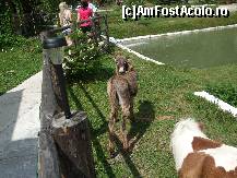 [P03] Magarusul, poneiul si in spate 2 'caprite';) » foto by nnaaee
 - 
<span class="allrVoted glyphicon glyphicon-heart hidden" id="av244130"></span>
<a class="m-l-10 hidden" id="sv244130" onclick="voting_Foto_DelVot(,244130,5176)" role="button">șterge vot <span class="glyphicon glyphicon-remove"></span></a>
<a id="v9244130" class=" c-red"  onclick="voting_Foto_SetVot(244130)" role="button"><span class="glyphicon glyphicon-heart-empty"></span> <b>LIKE</b> = Votează poza</a> <img class="hidden"  id="f244130W9" src="/imagini/loader.gif" border="0" /><span class="AjErrMes hidden" id="e244130ErM"></span>