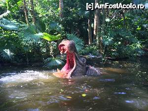 [P04] Jungle Cruise » foto by pisoi_aluna
 - 
<span class="allrVoted glyphicon glyphicon-heart hidden" id="av508309"></span>
<a class="m-l-10 hidden" id="sv508309" onclick="voting_Foto_DelVot(,508309,5211)" role="button">șterge vot <span class="glyphicon glyphicon-remove"></span></a>
<a id="v9508309" class=" c-red"  onclick="voting_Foto_SetVot(508309)" role="button"><span class="glyphicon glyphicon-heart-empty"></span> <b>LIKE</b> = Votează poza</a> <img class="hidden"  id="f508309W9" src="/imagini/loader.gif" border="0" /><span class="AjErrMes hidden" id="e508309ErM"></span>