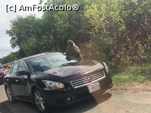 [P05] African Lion Safari - cand directia ti-o da maimuta... » foto by MirelaV
 - 
<span class="allrVoted glyphicon glyphicon-heart hidden" id="av808616"></span>
<a class="m-l-10 hidden" id="sv808616" onclick="voting_Foto_DelVot(,808616,5244)" role="button">șterge vot <span class="glyphicon glyphicon-remove"></span></a>
<a id="v9808616" class=" c-red"  onclick="voting_Foto_SetVot(808616)" role="button"><span class="glyphicon glyphicon-heart-empty"></span> <b>LIKE</b> = Votează poza</a> <img class="hidden"  id="f808616W9" src="/imagini/loader.gif" border="0" /><span class="AjErrMes hidden" id="e808616ErM"></span>