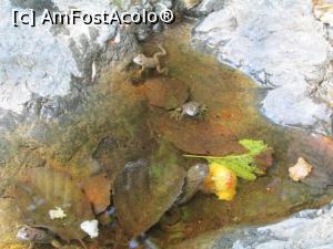 [P11] Locatarii de la cascada mare, o familie de broscute » foto by simplegirl
 - 
<span class="allrVoted glyphicon glyphicon-heart hidden" id="av1000567"></span>
<a class="m-l-10 hidden" id="sv1000567" onclick="voting_Foto_DelVot(,1000567,5279)" role="button">șterge vot <span class="glyphicon glyphicon-remove"></span></a>
<a id="v91000567" class=" c-red"  onclick="voting_Foto_SetVot(1000567)" role="button"><span class="glyphicon glyphicon-heart-empty"></span> <b>LIKE</b> = Votează poza</a> <img class="hidden"  id="f1000567W9" src="/imagini/loader.gif" border="0" /><span class="AjErrMes hidden" id="e1000567ErM"></span>