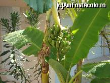 [P12] Bananier chiar langa locul unde se iau micul dejun si cina » foto by pink_gabi*
 - 
<span class="allrVoted glyphicon glyphicon-heart hidden" id="av61246"></span>
<a class="m-l-10 hidden" id="sv61246" onclick="voting_Foto_DelVot(,61246,5335)" role="button">șterge vot <span class="glyphicon glyphicon-remove"></span></a>
<a id="v961246" class=" c-red"  onclick="voting_Foto_SetVot(61246)" role="button"><span class="glyphicon glyphicon-heart-empty"></span> <b>LIKE</b> = Votează poza</a> <img class="hidden"  id="f61246W9" src="/imagini/loader.gif" border="0" /><span class="AjErrMes hidden" id="e61246ErM"></span>