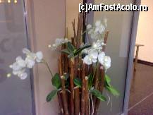[P06] in hol erau aranjamente florale superbe, schimbate zilnic » foto by irma_ro*
 - 
<span class="allrVoted glyphicon glyphicon-heart hidden" id="av61911"></span>
<a class="m-l-10 hidden" id="sv61911" onclick="voting_Foto_DelVot(,61911,5358)" role="button">șterge vot <span class="glyphicon glyphicon-remove"></span></a>
<a id="v961911" class=" c-red"  onclick="voting_Foto_SetVot(61911)" role="button"><span class="glyphicon glyphicon-heart-empty"></span> <b>LIKE</b> = Votează poza</a> <img class="hidden"  id="f61911W9" src="/imagini/loader.gif" border="0" /><span class="AjErrMes hidden" id="e61911ErM"></span>