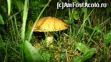 [P12] In curtea pensiunii - materia prima pentru borsul de hribi? » foto by kelyboy
 - 
<span class="allrVoted glyphicon glyphicon-heart hidden" id="av260023"></span>
<a class="m-l-10 hidden" id="sv260023" onclick="voting_Foto_DelVot(,260023,5500)" role="button">șterge vot <span class="glyphicon glyphicon-remove"></span></a>
<a id="v9260023" class=" c-red"  onclick="voting_Foto_SetVot(260023)" role="button"><span class="glyphicon glyphicon-heart-empty"></span> <b>LIKE</b> = Votează poza</a> <img class="hidden"  id="f260023W9" src="/imagini/loader.gif" border="0" /><span class="AjErrMes hidden" id="e260023ErM"></span>