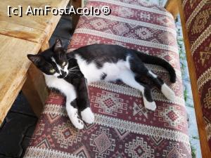 [P49] Pisicuța de la cafenea » foto by crismis
 - 
<span class="allrVoted glyphicon glyphicon-heart hidden" id="av1111496"></span>
<a class="m-l-10 hidden" id="sv1111496" onclick="voting_Foto_DelVot(,1111496,5501)" role="button">șterge vot <span class="glyphicon glyphicon-remove"></span></a>
<a id="v91111496" class=" c-red"  onclick="voting_Foto_SetVot(1111496)" role="button"><span class="glyphicon glyphicon-heart-empty"></span> <b>LIKE</b> = Votează poza</a> <img class="hidden"  id="f1111496W9" src="/imagini/loader.gif" border="0" /><span class="AjErrMes hidden" id="e1111496ErM"></span>