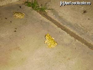 [P09]  -- <small>// FĂRĂ DESCRIERE</small> » foto by Tudor-Cristian
 - 
<span class="allrVoted glyphicon glyphicon-heart hidden" id="av559125"></span>
<a class="m-l-10 hidden" id="sv559125" onclick="voting_Foto_DelVot(,559125,5504)" role="button">șterge vot <span class="glyphicon glyphicon-remove"></span></a>
<a id="v9559125" class=" c-red"  onclick="voting_Foto_SetVot(559125)" role="button"><span class="glyphicon glyphicon-heart-empty"></span> <b>LIKE</b> = Votează poza</a> <img class="hidden"  id="f559125W9" src="/imagini/loader.gif" border="0" /><span class="AjErrMes hidden" id="e559125ErM"></span>