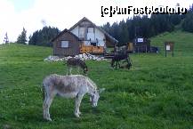 [P14] Actuala cabana, anexele si magarusii crescuti aici » foto by Claudiu U.
 - 
<span class="allrVoted glyphicon glyphicon-heart hidden" id="av123156"></span>
<a class="m-l-10 hidden" id="sv123156" onclick="voting_Foto_DelVot(,123156,5531)" role="button">șterge vot <span class="glyphicon glyphicon-remove"></span></a>
<a id="v9123156" class=" c-red"  onclick="voting_Foto_SetVot(123156)" role="button"><span class="glyphicon glyphicon-heart-empty"></span> <b>LIKE</b> = Votează poza</a> <img class="hidden"  id="f123156W9" src="/imagini/loader.gif" border="0" /><span class="AjErrMes hidden" id="e123156ErM"></span>